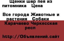 Щенки шар-пея из питомника › Цена ­ 15 000 - Все города Животные и растения » Собаки   . Карачаево-Черкесская респ.